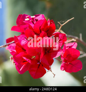 Panormos, Rethymno, Kreta, Griechenland. Bunte Bracts von Bougainvillea. Stockfoto