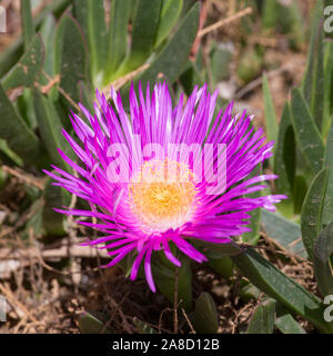 Panormos, Rethymno, Kreta, Griechenland. Bunte Blume einer Hottentot-Feigenpflanze (Carpobrotus edulis). Stockfoto