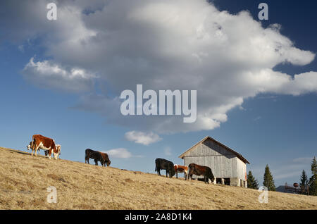 Herde Kühe grasen auf Gras. Landschaft in einem Bergdorf. Karpaten, Ukraine Stockfoto