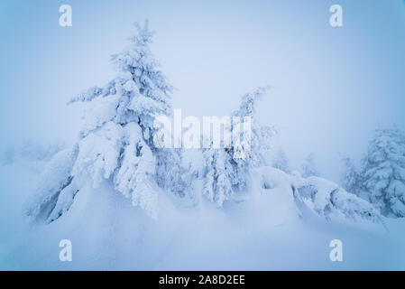 Märchenhafte Weihnachten Landschaft. Verschneite Bäume in einem Bergwald. Farbe toning Stockfoto