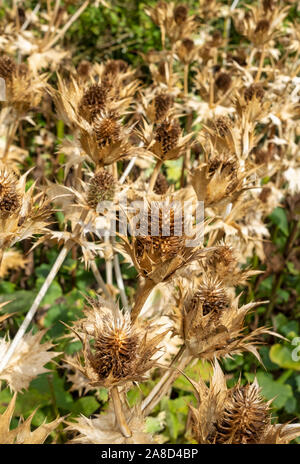 Getrocknete Sämerköpfe Sämkopf der Eryngium Pflanze im Herbst England Vereinigtes Königreich GB Großbritannien Stockfoto