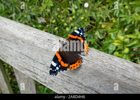 Nahaufnahme von rotem Admiral Schmetterling Insekt ruht auf Bank im Garten England Großbritannien GB Großbritannien Stockfoto