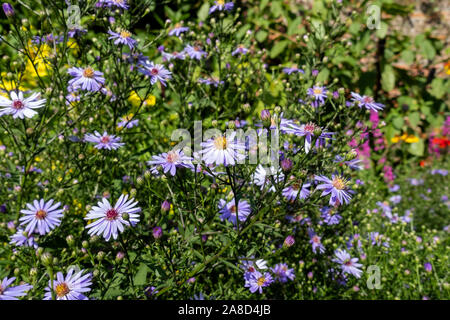 Lila Aster Blume blühende Blumen michaelmas Gänseblümchen im Sommer England UK Vereinigtes Königreich GB Großbritannien Stockfoto