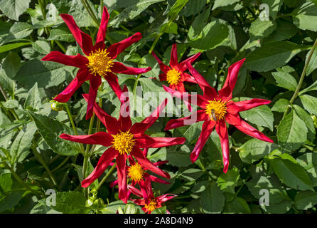 Nahaufnahme von roten Stern Dahlia Blume Blumen blühenden Dahlien in einem Cottage Garten im Sommer England Großbritannien GB Großbritannien Stockfoto