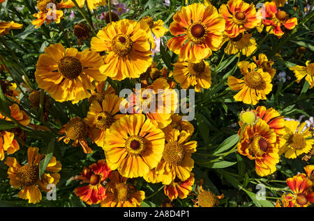 Gelbe und orangene Heleniumblüten blühend in Hütte Garten Grenze von oben im Garten England Großbritannien Großbritannien Großbritannien Großbritannien Großbritannien Großbritannien Großbritannien Großbritannien Großbritannien Großbritannien Großbritannien Großbritannien Großbritannien Großbritannien Großbritannien Großbritannien Großbritannien Großbritannien Großbritannien Großbritannien Großbritannien Großbritannien Großbritannien Großbritannien Großbritannien Großbritannien Stockfoto