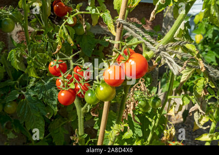 Nahaufnahme von Gärtnern Freude rot grüne Tomaten Tomaten Pflanzen wachsen draußen im Garten Sommer England Großbritannien GB Großbritannien Stockfoto