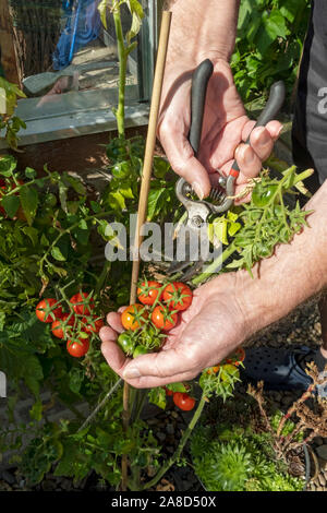 Nahaufnahme von Mann Person Ernte Gärtner erfreuen rot reife Tomate Pflanze Obst Früchte Tomaten im Sommer England Vereinigtes Königreich GB Großbritannien Stockfoto