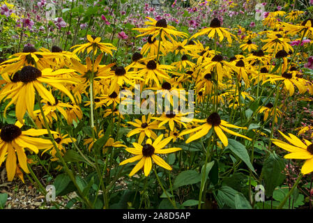 Gelb rudbeckia rudbeckias coneflower coneflowers Blume blühende Blumen in einem Sommer Cottage Garden England UK Vereinigtes Königreich GB Großbritannien Stockfoto