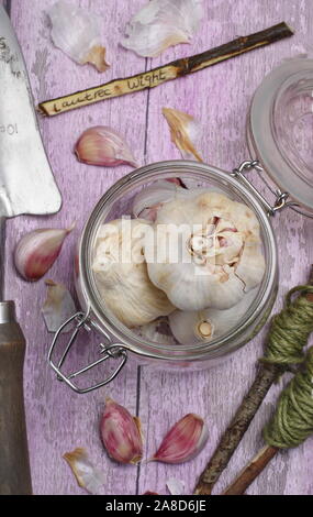 Allium Sativum. Glühlampen der von hardneck Knoblauch" Lautrec Wight" Bereit für die Aussaat im Herbst. Großbritannien Stockfoto