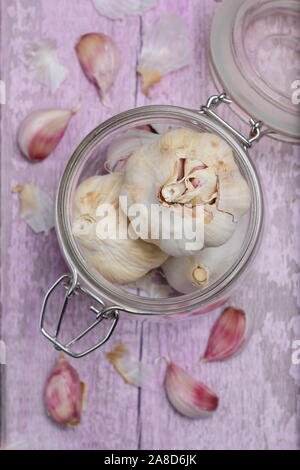 Allium Sativum. Zwiebeln und Knoblauchzehen "Lautrec Wight' Knoblauch. Großbritannien Stockfoto