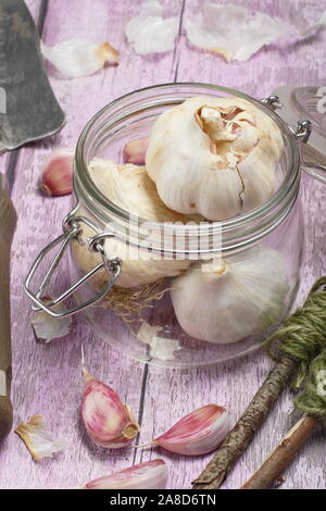 Allium Sativum. Glühlampen der von hardneck Knoblauch" Lautrec Wight" Bereit für die Aussaat im Herbst. Großbritannien Stockfoto