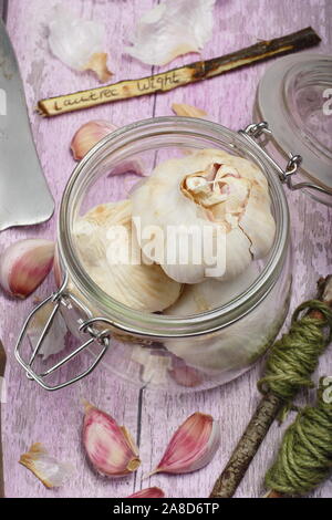 Allium Sativum. Glühlampen der von hardneck Knoblauch" Lautrec Wight" Bereit für die Aussaat im Herbst. Großbritannien Stockfoto