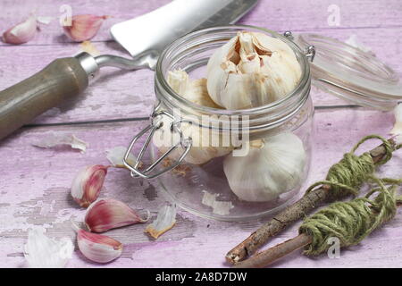 Allium sativum' Lautrec Wight'. Glühlampen der von hardneck Knoblauch" Lautrec Wight" Bereit für die Aussaat im Herbst. Großbritannien Stockfoto