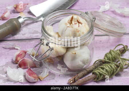 Allium sativum' Lautrec Wight'. Glühlampen der von hardneck Knoblauch" Lautrec Wight" Bereit für die Aussaat im Herbst. Großbritannien Stockfoto