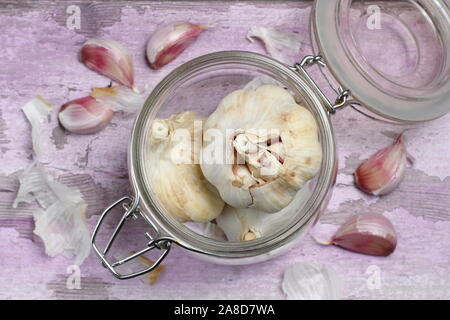 Allium Sativum. Zwiebeln und Knoblauchzehen "Lautrec Wight' Knoblauch. Großbritannien Stockfoto