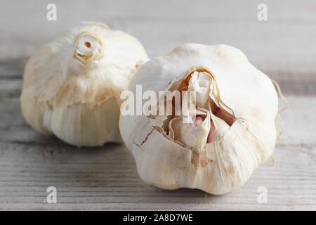 Allium Sativum. Glühlampen von Lautrec Wight' Knoblauch auf Holztisch im Herbst. Großbritannien Stockfoto