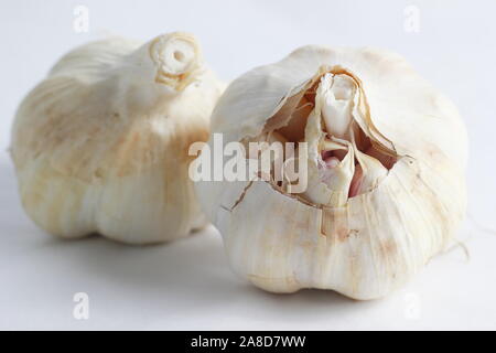 Allium Sativum. Glühlampen von Lautrec Wight' Knoblauch. Großbritannien Stockfoto