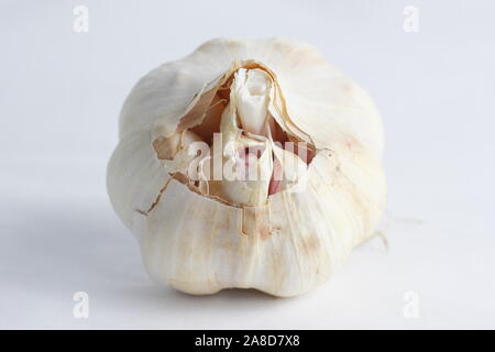 Allium sativum Lautrec Wight'. Glühlampe der "Lautrec Wight' Knoblauch. Großbritannien Stockfoto