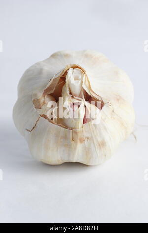 Allium sativum Lautrec Wight'. Glühlampe der "Lautrec Wight' Knoblauch. Großbritannien Stockfoto