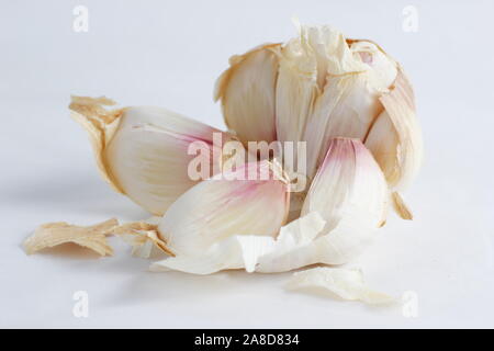 Allium sativum' Lautrec Wight'. Glühlampe der "Lautrec Wight' Knoblauch split öffnen Nelken zu offenbaren. Großbritannien Stockfoto