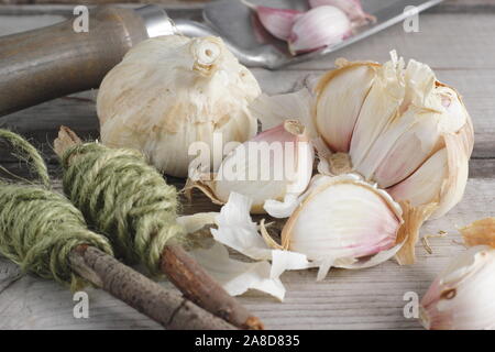 Allium sativum var. ophioscorodon "Lautrec Wight'. Vorbereitung zehen Knoblauch" hardneck Lautrec Wight' im Herbst zu säen. Großbritannien Stockfoto