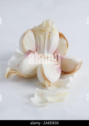 Allium sativum' Lautrec Wight'. Glühlampe der "Lautrec Wight' Knoblauch split öffnen Nelken zu offenbaren. Großbritannien Stockfoto