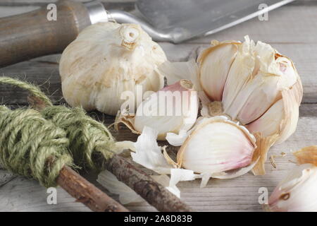 Allium sativum var. ophioscorodon "Lautrec Wight'. Vorbereitung zehen Knoblauch" hardneck Lautrec Wight' im Herbst zu säen. Großbritannien Stockfoto