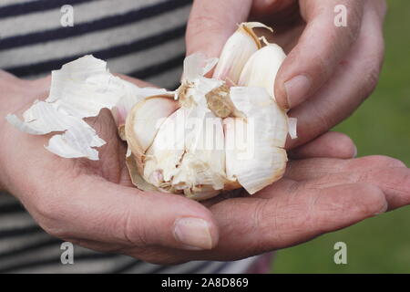 Allium sativum var. ophioscorodon "Lautrec Wight'. Mann offen teilen eine Zehe Knoblauch" hardneck Lautrec Wight' im Herbst. Großbritannien Stockfoto