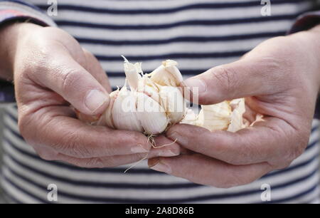 Allium sativum var. ophioscorodon "Lautrec Wight'. Mann offen teilen eine Zehe Knoblauch" hardneck Lautrec Wight' für die Aussaat im Herbst. Großbritannien Stockfoto