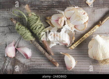 Allium sativum var. ophioscorodon "Lautrec Wight'. Vorbereitung zehen Knoblauch" hardneck Lautrec Wight' im Herbst zu säen. Großbritannien Stockfoto