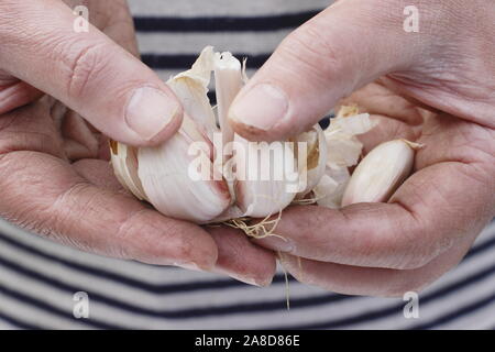 Allium sativum var. ophioscorodon "Lautrec Wight'. Mann offen teilen eine Zehe Knoblauch" hardneck Lautrec Wight' im Herbst. Großbritannien Stockfoto