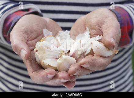 Allium sativum var. ophioscorodon "Lautrec Wight'. Mann offen teilen eine Zehe Knoblauch" hardneck Lautrec Wight' für die Aussaat im Herbst. Großbritannien Stockfoto