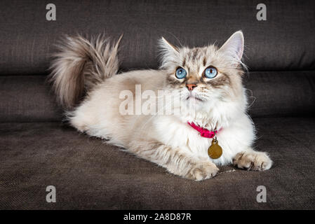Schöne Neva Masquerade, Vielfalt der Sibirischen Katze, mit riesigen blauen Augen Stockfoto