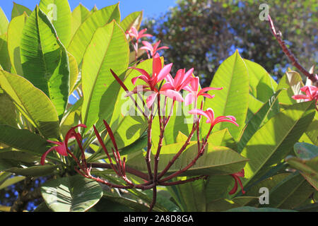 Rosa Plumeria - frangipani Blüten am Baum auf Hawaii Insel Maui Stockfoto