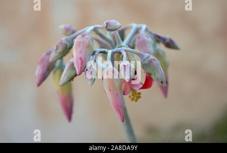 Keimblatt orbiculata ist ein saftiges Strauch bis zu 5 Fuß 1,5 mtall. Kleine Insekten auf ihren orangefarbenen Blütenblätter. Pig' Ohr. Stockfoto