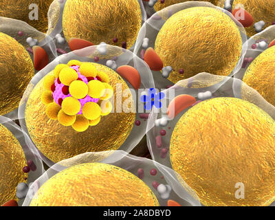 Bereich der Fettzellen, hochwertige 3D-Render von Fettzellen, Cholesterin in den Zellen, Feld von Zellen Stockfoto