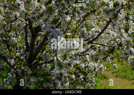 Kirschblüte in der jerte Tal, Cáceres, Spanien. Detailansicht der Zweig der einen Kirschbaum. Stockfoto