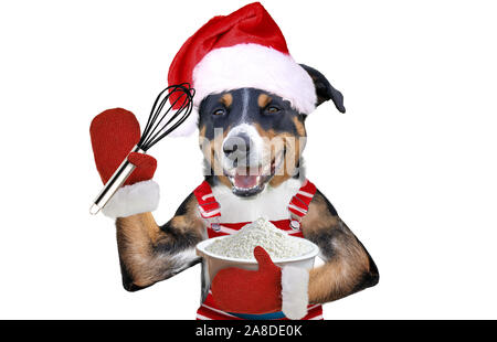 Xmas Hund in Santa's Kleid mit einem Draht Schneebesen Stockfoto