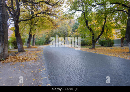 Gepflasterte Urban Street mit Laubbäumen im Herbst oder fallen, gesäumt mit Gefallen bunte Blätter auf dem Boden in einem niedrigen Winkel zurückweichenden anzeigen Stockfoto