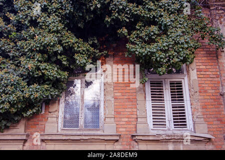 Dichten grünen Kriechgang auf einem alten Backsteingebäude teilweise über die Fenster mit weißen Fensterläden aus Holz von unten gesehen Stockfoto