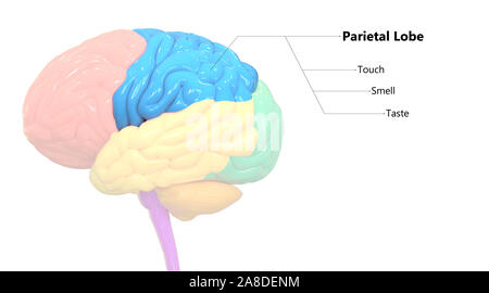 Zentrale Organ des menschlichen Nervensystem Gehirn Lappen Anatomie Stockfoto