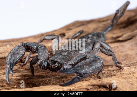 Flat Rock Scorpion, Hadogenes troglodytes, auf einem Stück Baumrinde Stockfoto