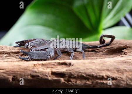 Flat Rock Scorpion, Hadogenes troglodytes, auf einem Stück Baumrinde Stockfoto