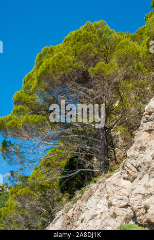 Kiefer, am Mittelmeer Berg Felsen thront Stockfoto