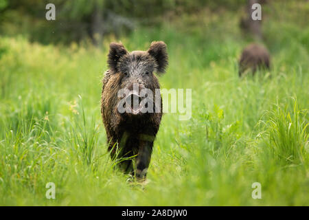 Bedrohlich Wildschwein steht auf einer Lichtung mit Mund offen im Sommer. Stockfoto