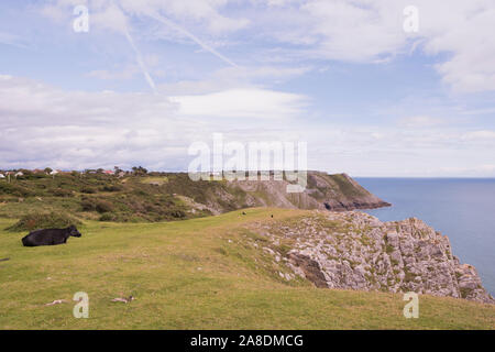 Eine Kuh liegend in Weiden auf der Spitze einer Klippe mit Blick auf die Drei Zinnen Bay, das Gower, Wales Stockfoto