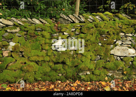 Eine moss Trockenmauern Wand im Nationalpark Lake District, Cumbria, England, UK. Stockfoto