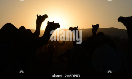 Kamel Silhouette am Sonnenuntergang Pushkar Camel Fair im indischen Bundesstaat Rajasthan. Foto/Sumit Saraswat Stockfoto