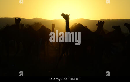 Kamel Silhouette am Sonnenuntergang Pushkar Camel Fair im indischen Bundesstaat Rajasthan. Foto/Sumit Saraswat Stockfoto