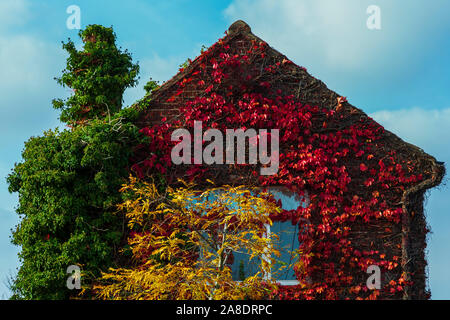 Buntes Herbstlaub auf Ende eines Gebäudes auf Snape Maltings in Suffolk. Stockfoto